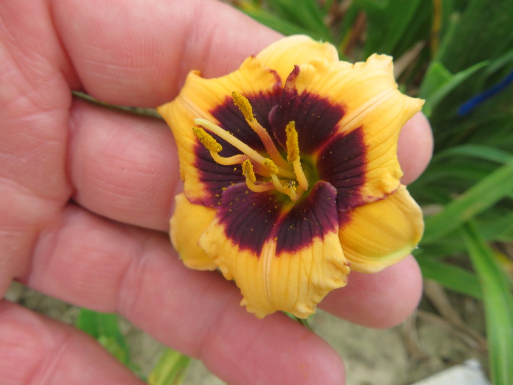 O'Bannon Springs Daylilies