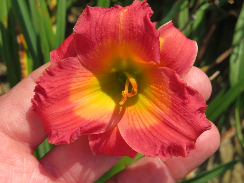 O'Bannon Springs Daylilies