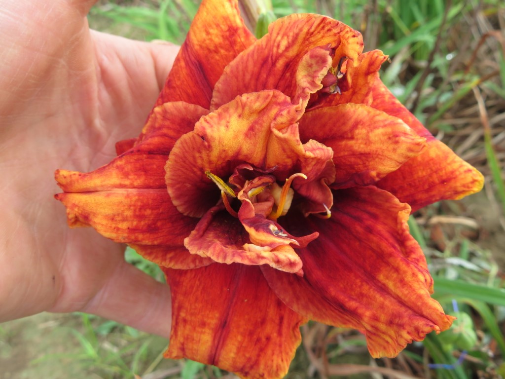 O'Bannon Springs Daylilies