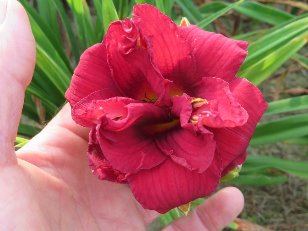 O'Bannon Springs Daylilies