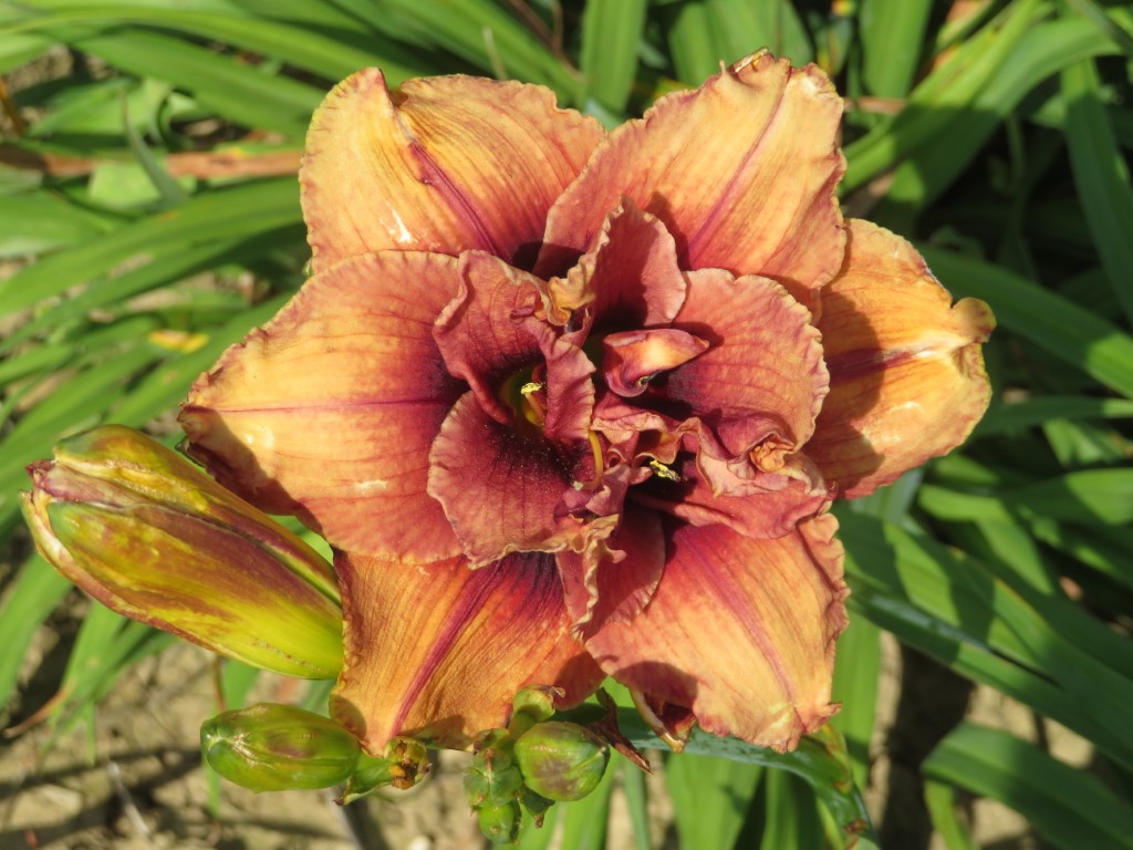 O'Bannon Springs Daylilies