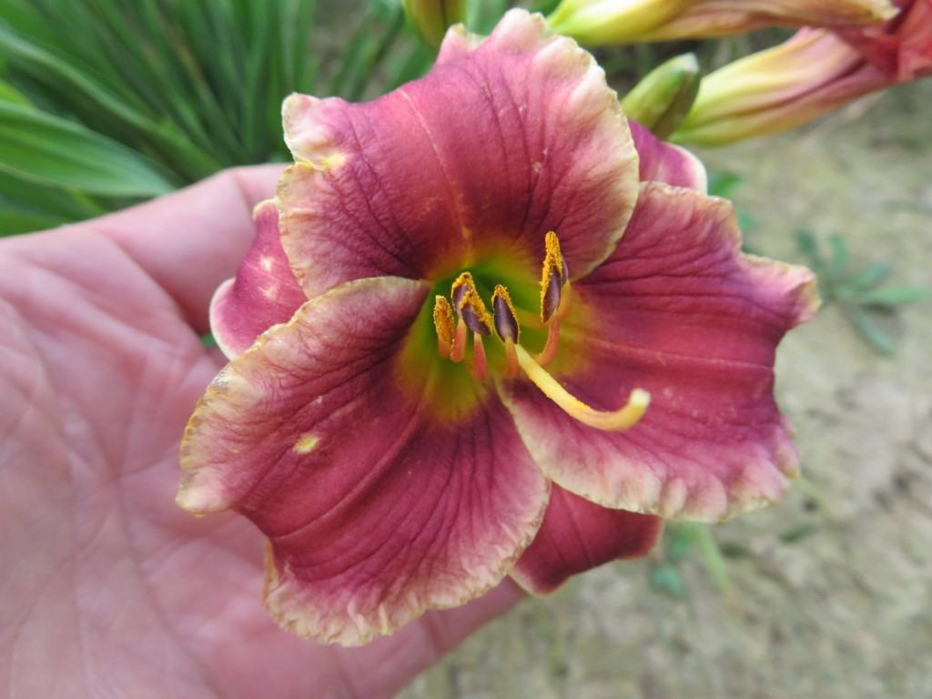 O'Bannon Springs Daylilies
