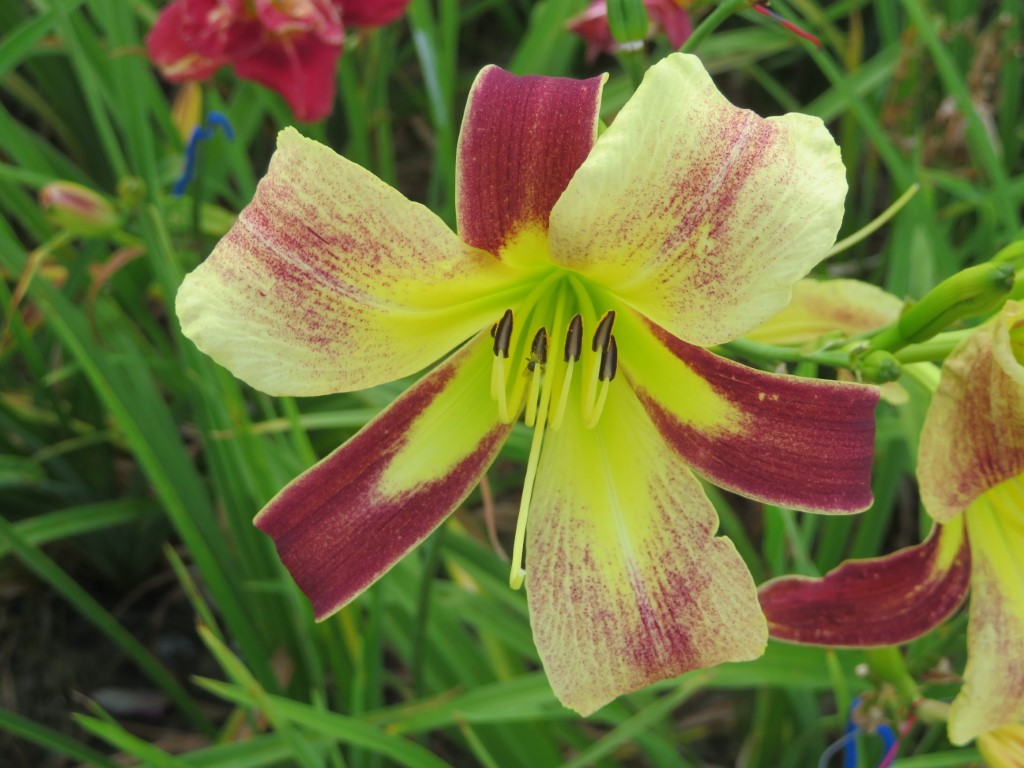 O'Bannon Springs Daylilies
