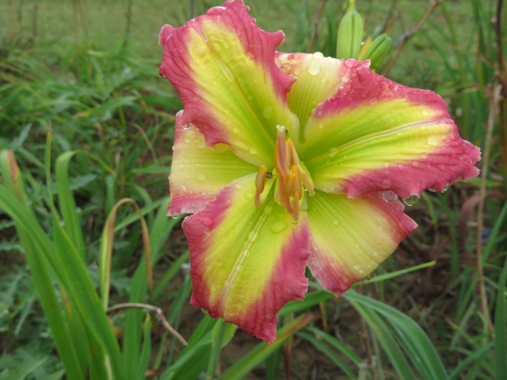 O'Bannon Springs Daylilies