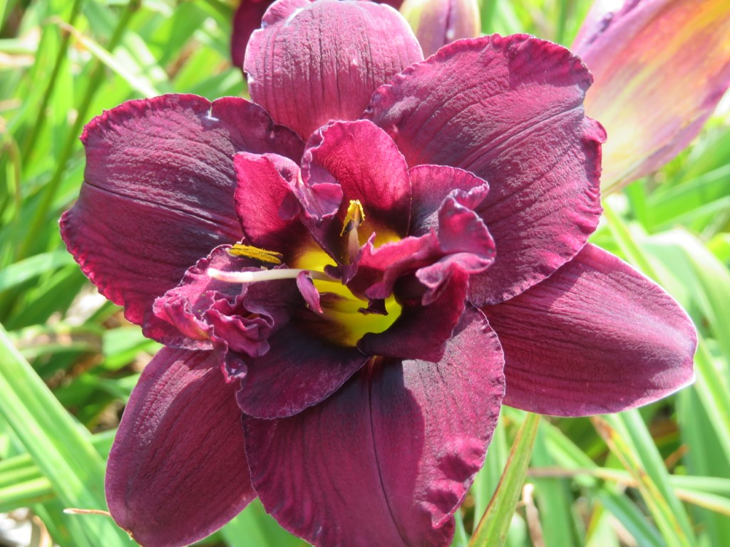 O'Bannon Springs Daylilies