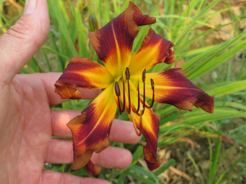 O'Bannon Springs Daylilies