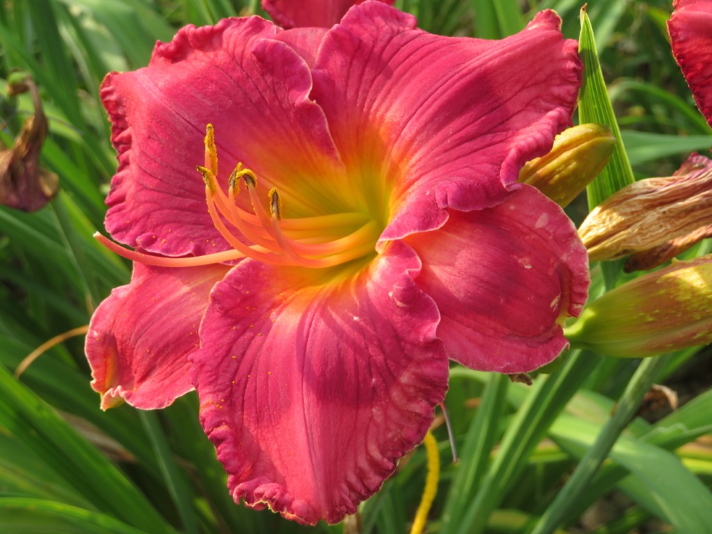O'Bannon Springs Daylilies