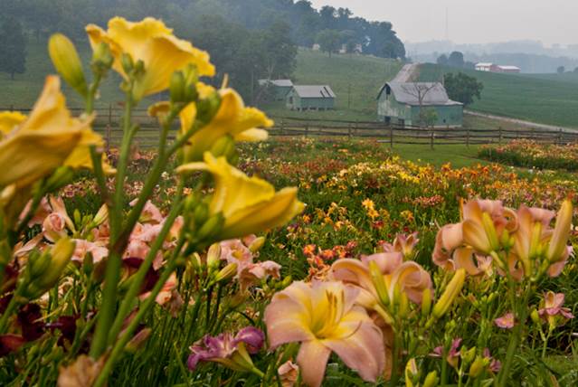 Spring Bannon O'Bannon Springs Daylilies