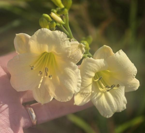 Little White Sighs 2