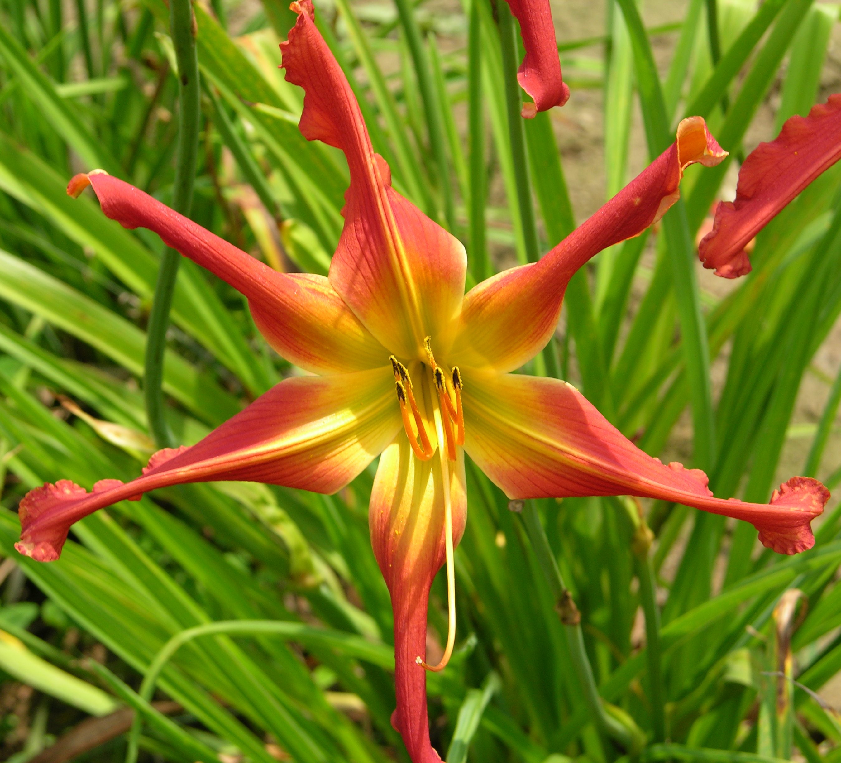 O'Bannon Springs Daylilies - Discover the Stars
