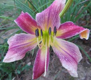 Spring Bannon O'Bannon Springs Daylilies - Plants