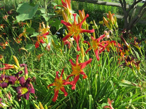 O'Bannon Springs Daylilies - Discover the Stars