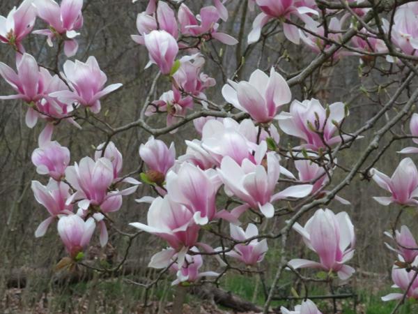O'Bannon Springs Daylilies - Double Magnolia