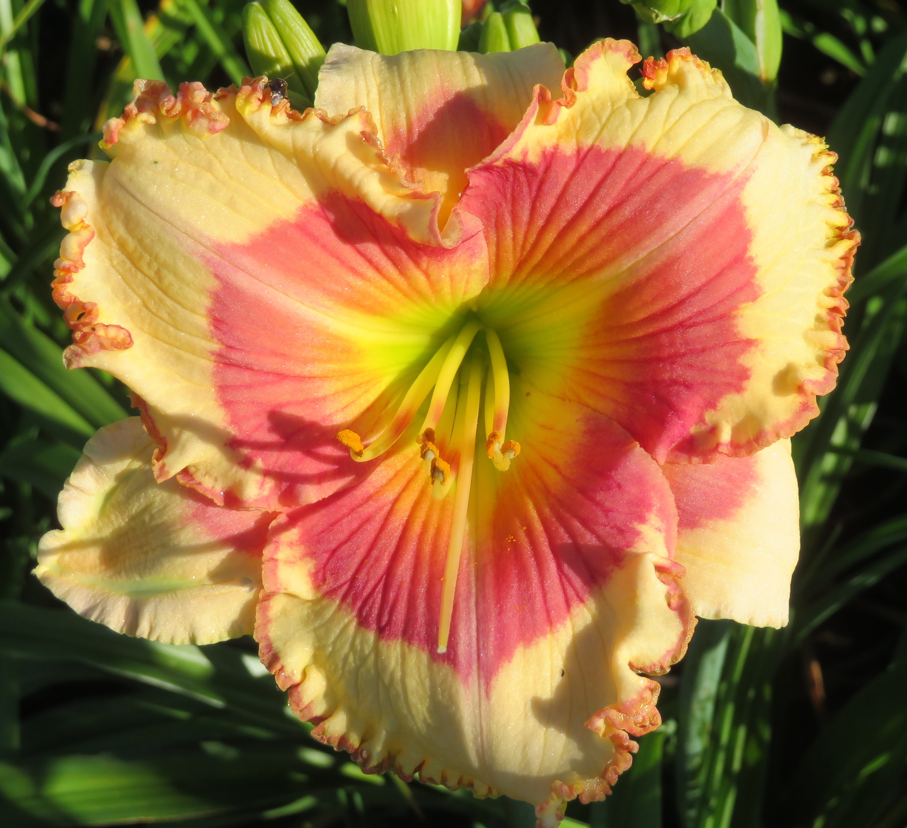Spring Bannon O'Bannon Springs Daylilies - Aunt Marthalea