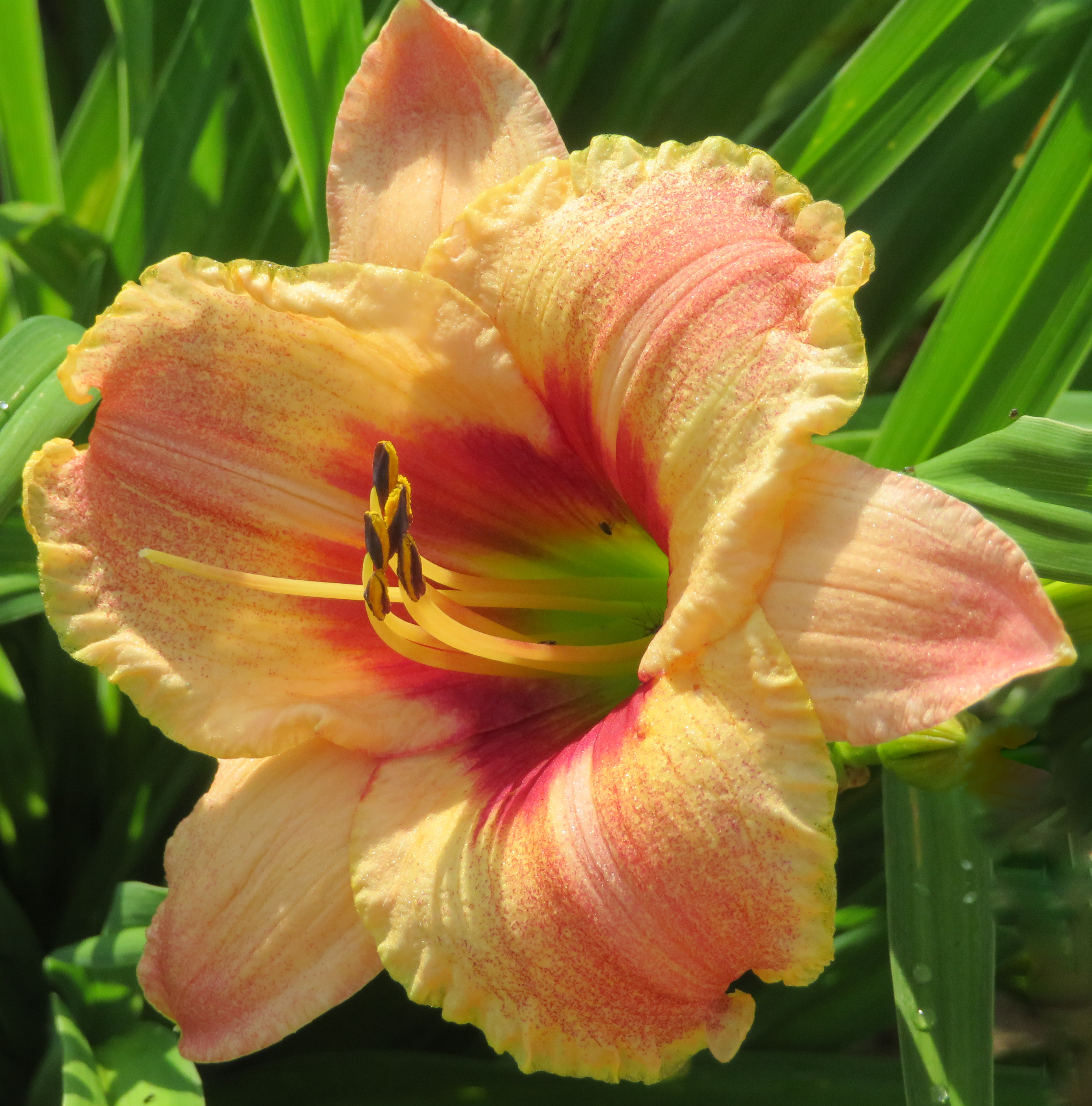 Spring Bannon O'Bannon Springs Daylilies - Respeckted Friend