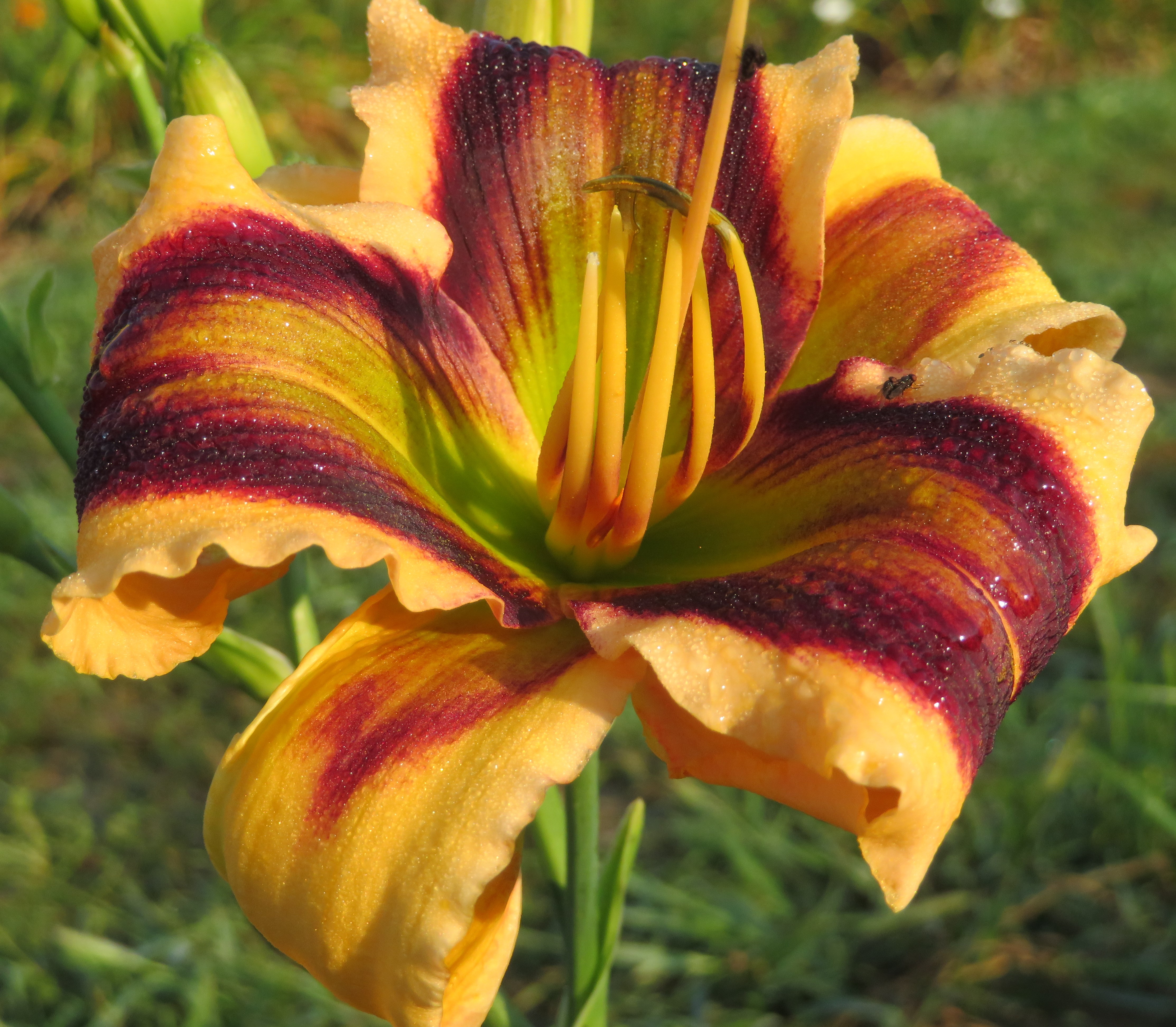 Spring Bannon O'Bannon Springs Daylilies - Sunset Prism