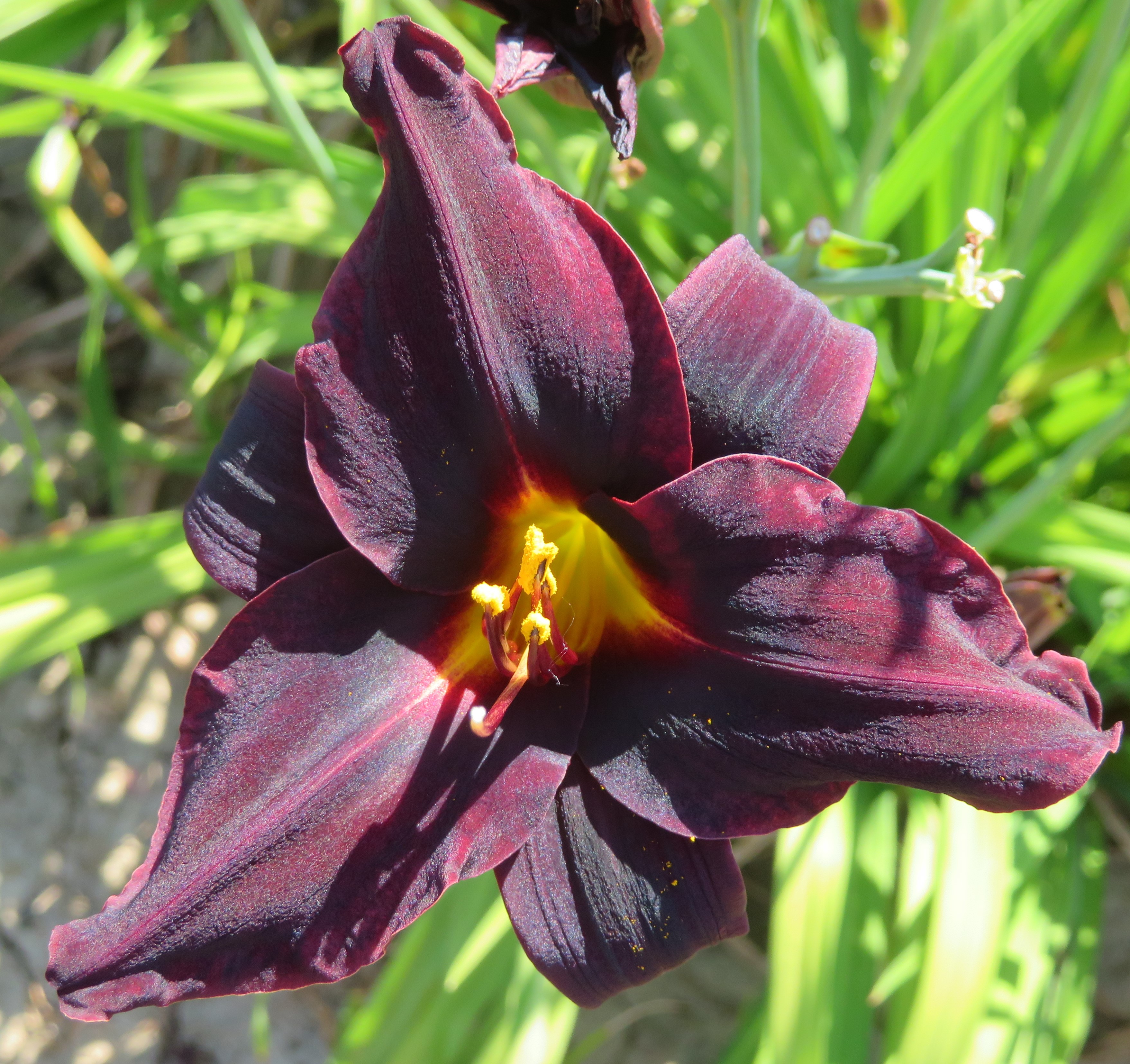 Spring Bannon O'Bannon Springs Daylilies - Uncle George