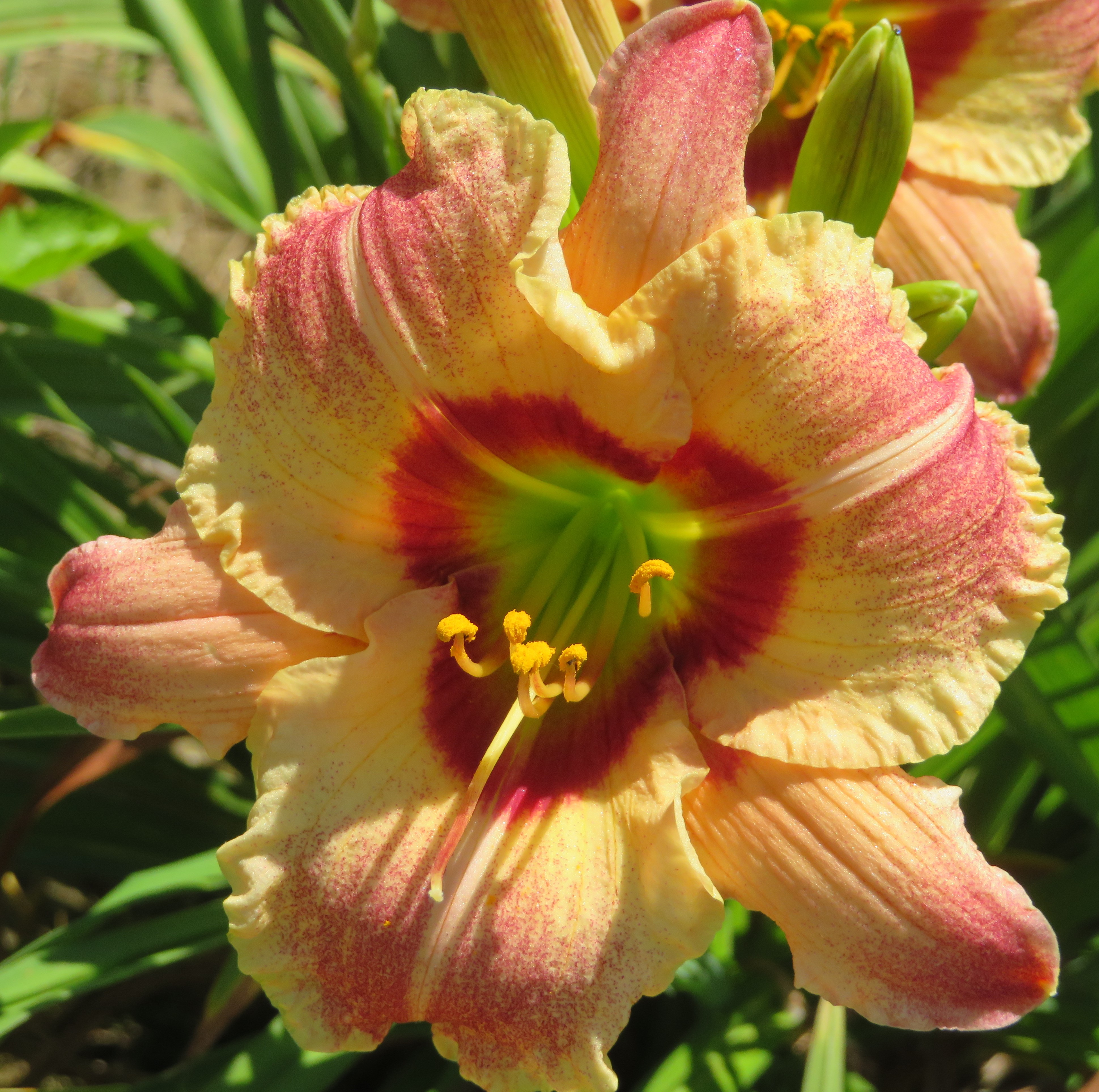 Spring Bannon O'Bannon Springs Daylilies - Speckled Apple