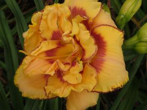 O'Bannon Springs Daylilies - Plants
