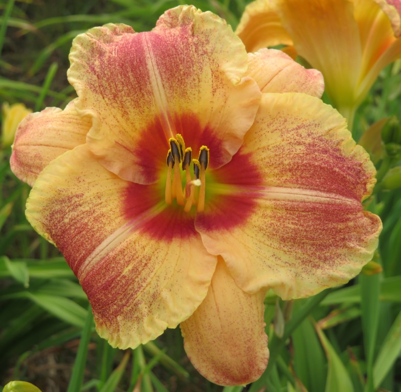 O'Bannon Springs Daylilies - Chief Inspecktor