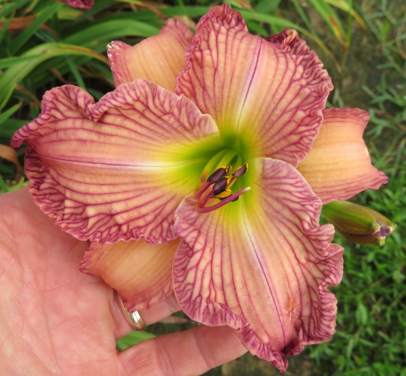 O'Bannon Springs Daylilies - Lines in the Sand
