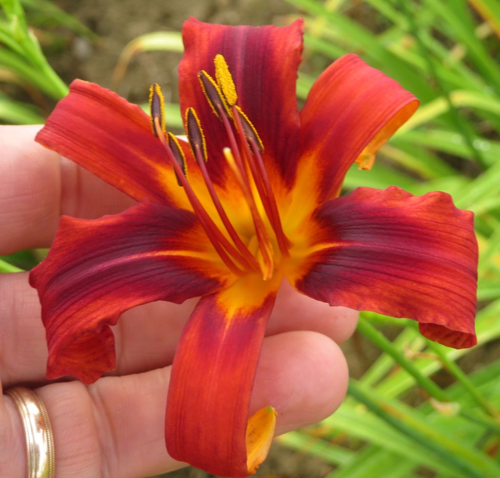 Spring Bannon O'Bannon Springs Daylilies - Are We There Yet