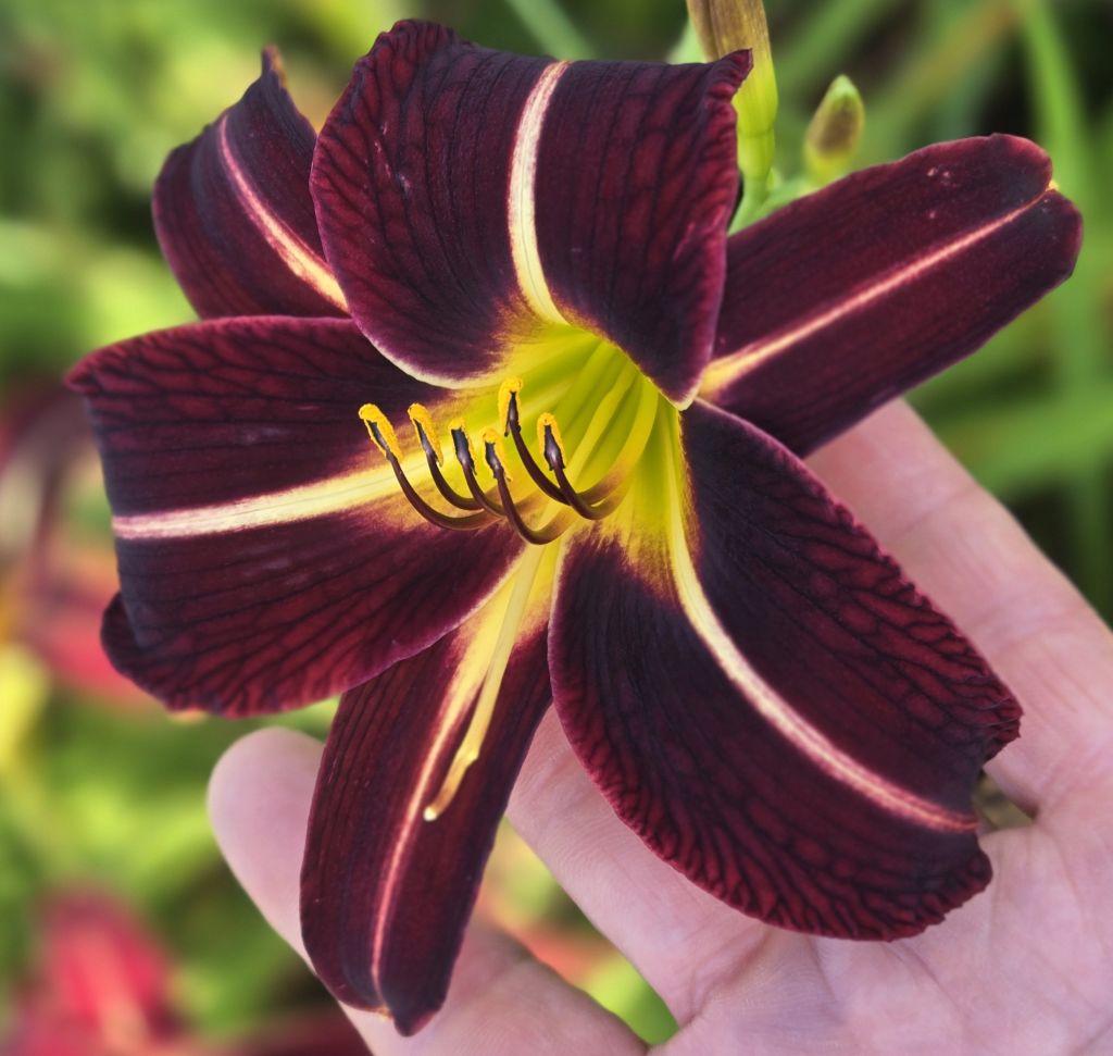 Spring Bannon O'Bannon Springs Daylilies - Burgundy Splash