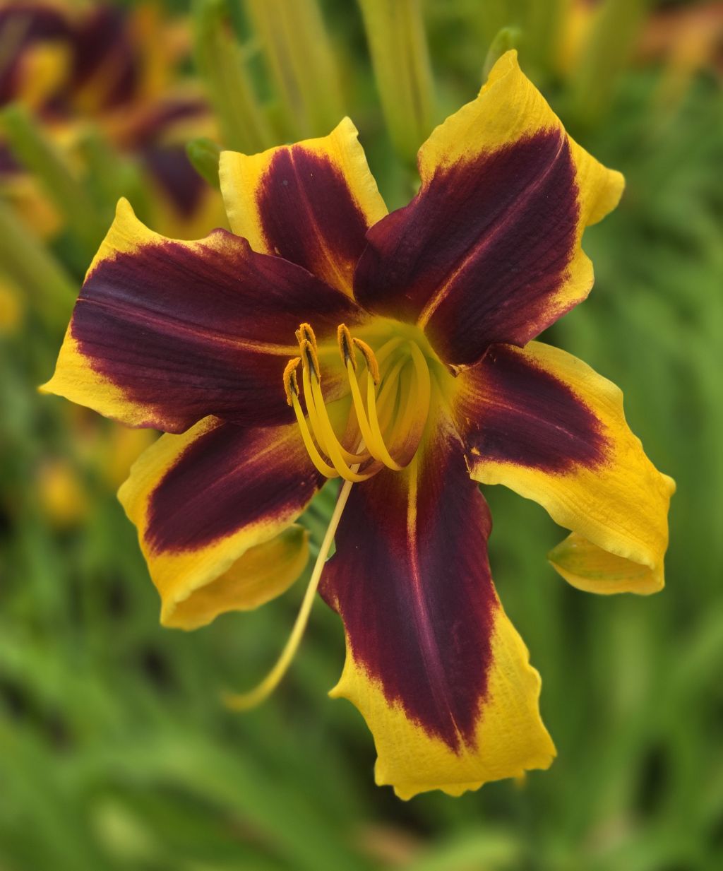 Spring Bannon O'Bannon Springs Daylilies - Dark Eyed Blonde