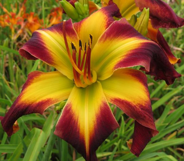 Spring Bannon O'Bannon Springs Daylilies - Exotic Discovery